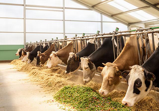 Melkkoeien aan het voerhek in een lichte stal met vers gemengd rantsoen